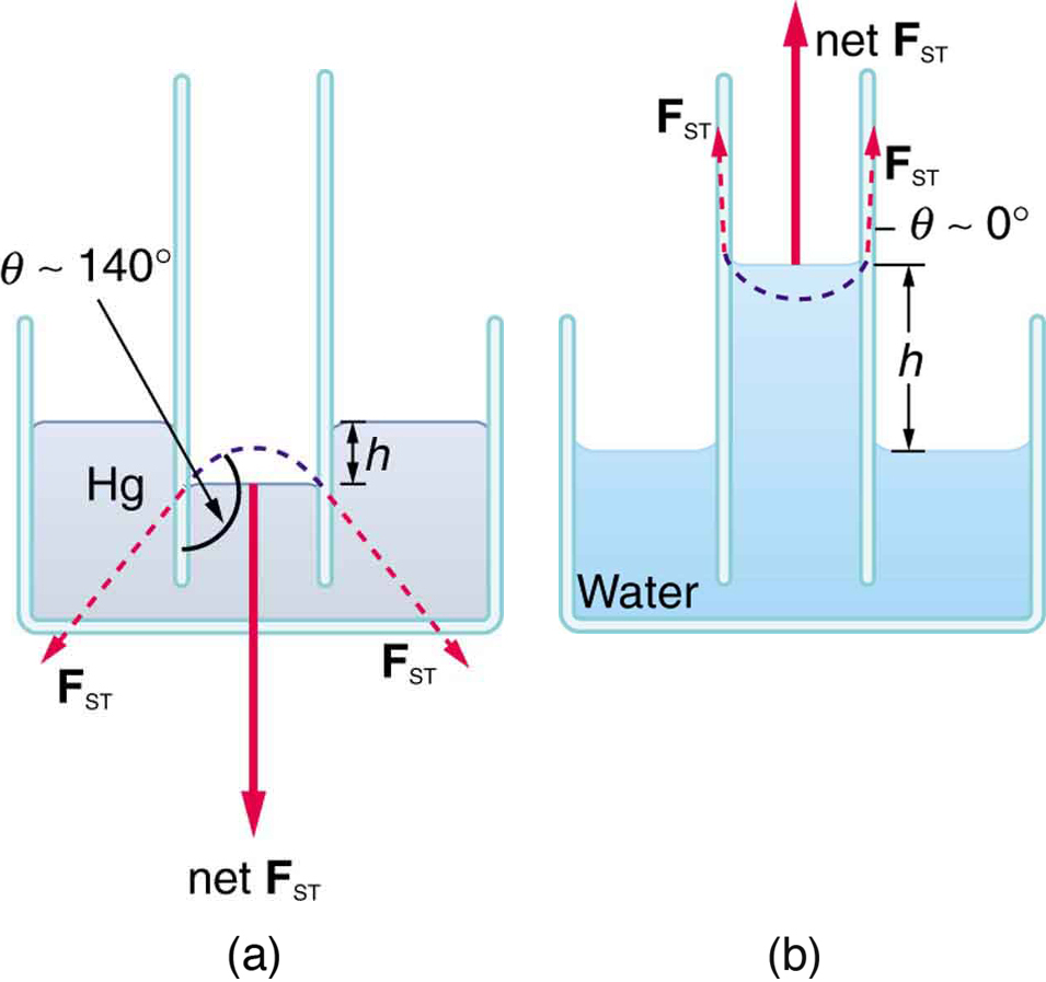 Mercury kept in a container into which a narrow tube is inserted lowers its level inside the tube relative to the level in the rest of the container. In a similar situation, water rises in the tube so that the water level in the tube is above the water level in the rest of the container. This phenomenon is due to the large contact angle of mercury with glass and the smaller contact angle of water with glass.