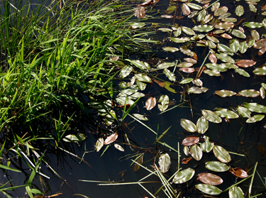 A close-up photograph of a slow-moving stream carrying leaves.